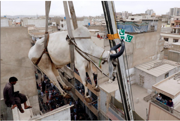 Karachi’s Rooftop Cattle Get Crane Lift to the Ground
