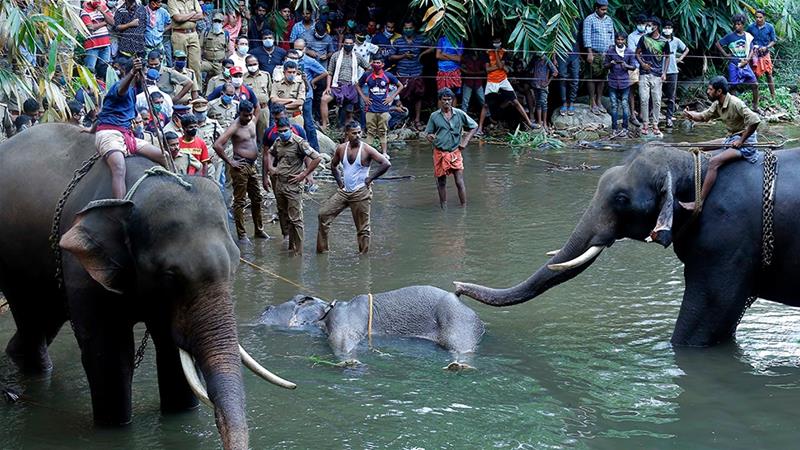 Pregnant Elephant's Death in India Triggers 'Hate Campaign'