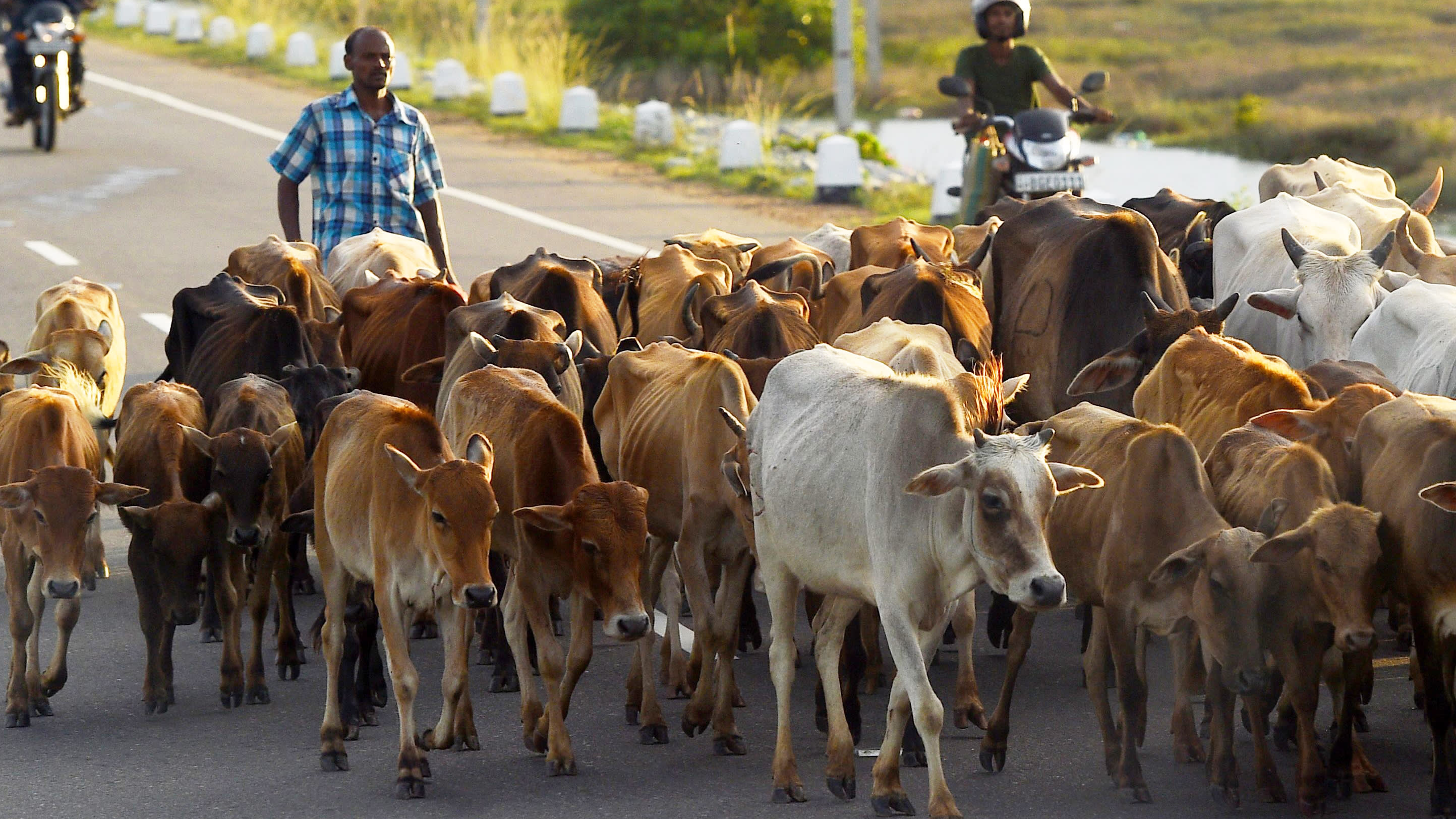 Sri Lanka Cattle-Slaughter Ban Mimics India's Slight of Muslims